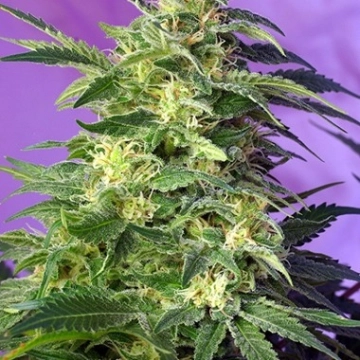 Killer Kush Auto Autoflowering cannabis flower bud by Sweet Seeds