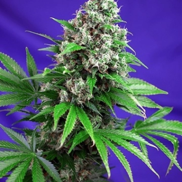 Killer Kush Fast Version Feminized cannabis flower bud by Sweet Seeds