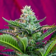 Mohan Ram Auto Autoflowering cannabis flower bud by Sweet Seeds