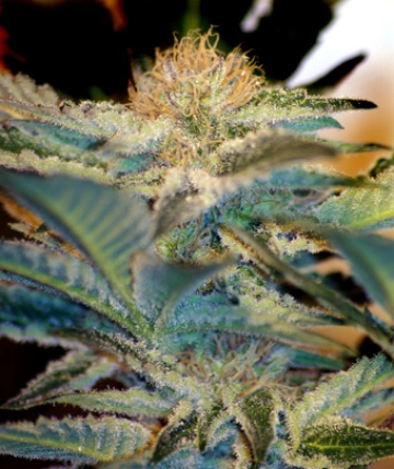 Mohan Ram Feminized cannabis flower bud by Sweet Seeds