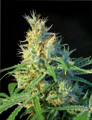 Psicodelicia Feminized cannabis flower bud by Sweet Seeds