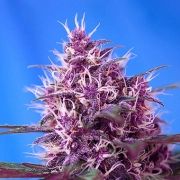 Red Poison Auto Autoflowering cannabis flower bud by Sweet Seeds