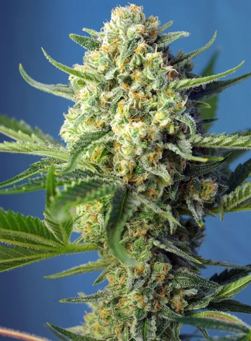 S.A.D. CBD Feminized cannabis flower bud by Sweet Seeds