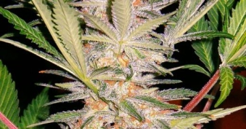 S.A.D. FAST Version Feminized cannabis flower bud by Sweet Seeds