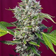 San Fernando Lemon Kush Feminized cannabis flower bud by Sweet Seeds