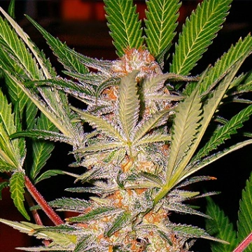 Sweet Afghani Delicious Feminized cannabis flower bud by Sweet Seeds