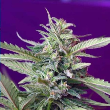 Sweet Afghani Delicious (S.A.D) Auto Autoflowering cannabis flower bud by Sweet Seeds