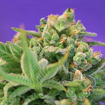 Sweet Cheese Auto Autoflowering cannabis flower bud by Sweet Seeds