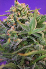 Sweet Cheese Feminized cannabis flower bud by Sweet Seeds