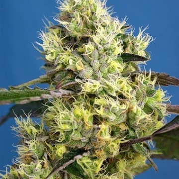 Sweet Gelato Auto Autoflowering cannabis flower bud by Sweet Seeds