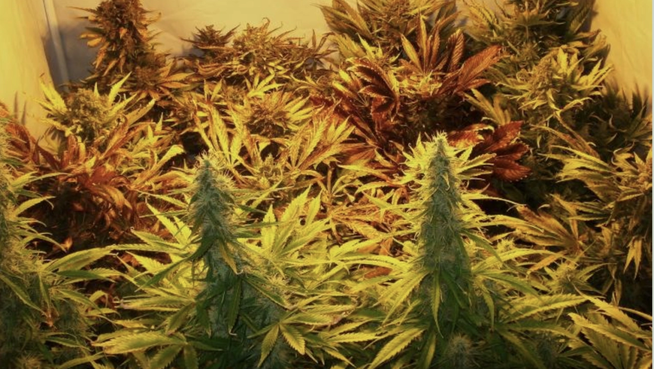 Sweet Mix Auto – Sweet Seeds – Autoflowering