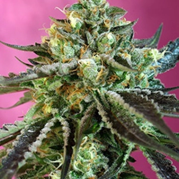 Sweet Nurse Auto CBD Autoflowering cannabis flower bud by Sweet Seeds