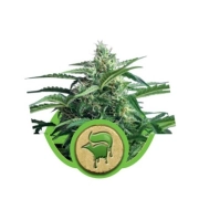 Sweet Skunk Auto Autoflowering cannabis flower bud by Sweet Seeds