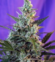 Sweet Skunk FAST Version Feminized cannabis flower bud by Sweet Seeds