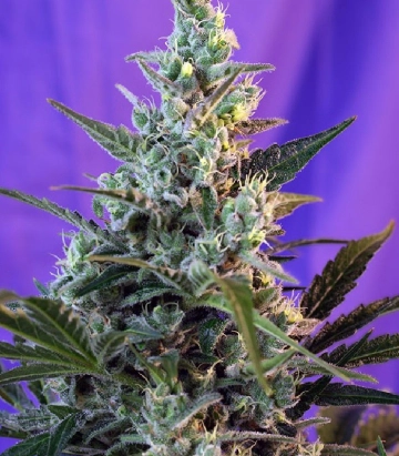 Sweet Skunk FAST Version Feminized cannabis flower bud by Sweet Seeds