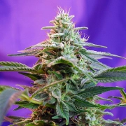 Sweet Special Auto Autoflowering cannabis flower bud by Sweet Seeds