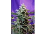 Sweet Special FAST Version Feminized cannabis flower bud by Sweet Seeds