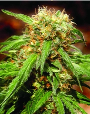 Sweet Tai Feminized cannabis flower bud by Sweet Seeds