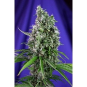 Sweet Trainwreck Auto Autoflowering cannabis flower bud by Sweet Seeds
