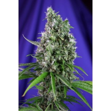 Sweet Trainwreck Auto Autoflowering cannabis flower bud by Sweet Seeds