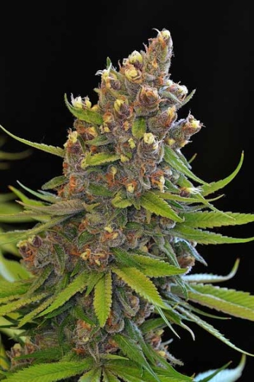 Ace of Spades Regular cannabis flower bud by TGA Subcool Seeds