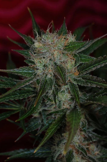 Agent Orange Regular cannabis flower bud by TGA Subcool Seeds