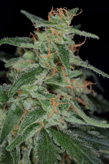 Apollo-13 BX Regular cannabis flower bud by TGA Subcool Seeds