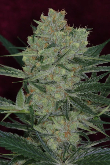 Cheese Quake Regular cannabis flower bud by TGA Subcool Seeds
