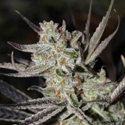 Chernobyl Regular cannabis flower bud by TGA Subcool Seeds