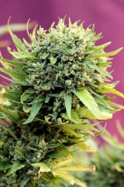 Dairy Queen Regular cannabis flower bud by TGA Subcool Seeds