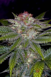 Deep Purple Regular cannabis flower bud by TGA Subcool Seeds