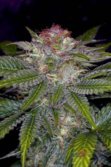 Deep Purple Regular cannabis flower bud by TGA Subcool Seeds