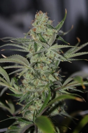 Galactic Jack Regular cannabis flower bud by TGA Subcool Seeds