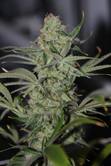 Galactic Jack Regular cannabis flower bud by TGA Subcool Seeds