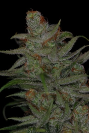 Jack Skellington Regular cannabis flower bud by TGA Subcool Seeds