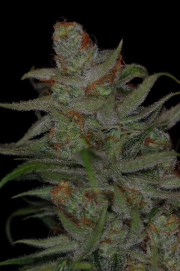 Jack Skellington Regular cannabis flower bud by TGA Subcool Seeds