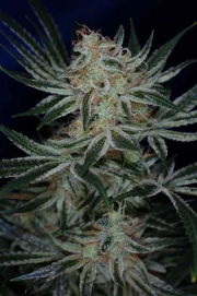 Jack the Ripper Regular cannabis flower bud by TGA Subcool Seeds