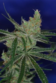 Jacks Cleaner 2 Regular cannabis flower bud by TGA Subcool Seeds