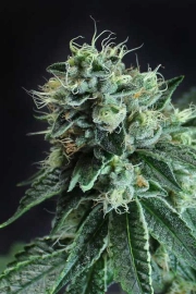 Jesus OG Regular cannabis flower bud by TGA Subcool Seeds