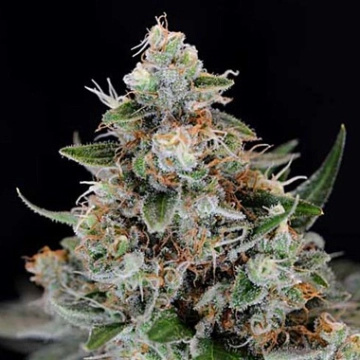 Jillybean Regular cannabis flower bud by TGA Subcool Seeds