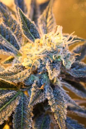 Kaboom Regular cannabis flower bud by TGA Subcool Seeds