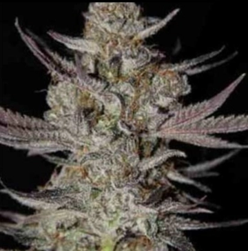 Marionberry Kush Regular cannabis flower bud by TGA Subcool Seeds