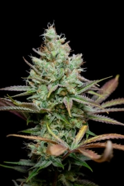 Pennywise Regular cannabis flower bud by TGA Subcool Seeds