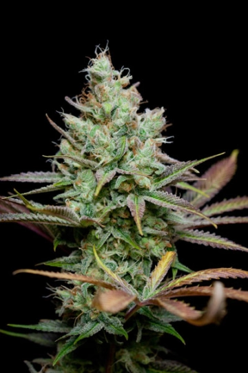 Pennywise Regular cannabis flower bud by TGA Subcool Seeds