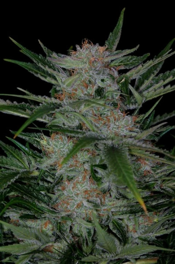 Plushberry Regular cannabis flower bud by TGA Subcool Seeds