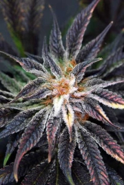 Qleaner Regular cannabis flower bud by TGA Subcool Seeds
