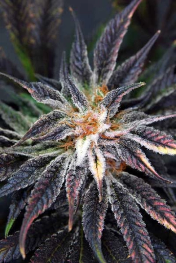 Qleaner Regular cannabis flower bud by TGA Subcool Seeds