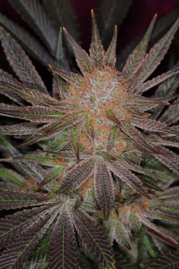 Qrazy Train Regular cannabis flower bud by TGA Subcool Seeds