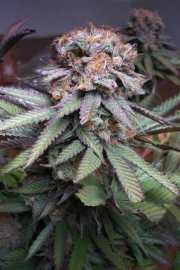 Querkle Regular cannabis flower bud by TGA Subcool Seeds