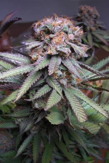Querkle Regular cannabis flower bud by TGA Subcool Seeds